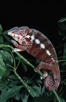 Diego: Panther Chameleon
