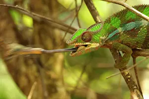 Marojejy: Panther Chameleon