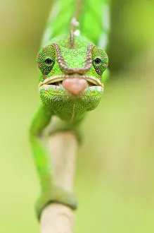 Pardalis: Panther Chameleon
