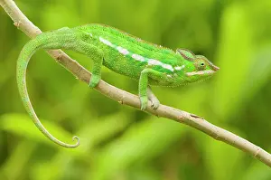 Pardalis: Panther Chameleon