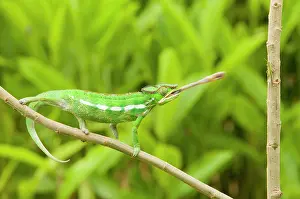 Pardalis: Panther Chameleon