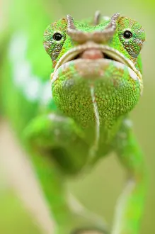 Pardalis: Panther Chameleon
