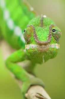 Pardalis: Panther Chameleon