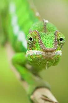 Pardalis: Panther Chameleon
