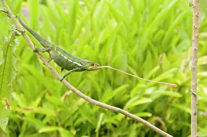 Pardalis: Panther Chameleon