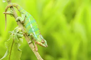 Pardalis: Panther Chameleon