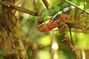 Marojejy: Panther Chameleon