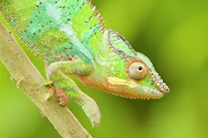 Pardalis: Panther Chameleon