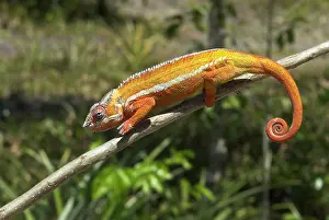 Chameleo: Panther chameleon on branch