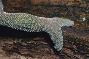 Toes: Panther Chameleon Foot