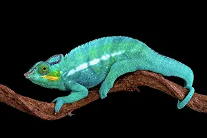 Pardalis: The Panther chameleon (Furcifer pardalis) is one