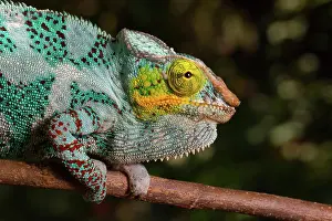 Pardalis: Panther chameleon (Furcifer pardalis), male, sitting