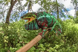 Pardalis: Panther chameleon (Furcifer pardalis), male, sitting
