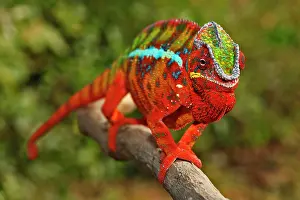 Pardalis: Panther Chameleon (Furcifer pardalis), Ambilobe-Ambilorama