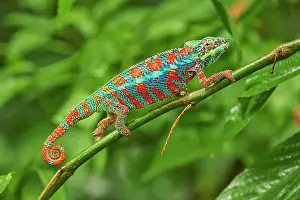 Iguanidae: Panther chameleon (Furcifer pardalis), male, sitting