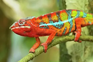 Iguanidae: Panther chameleon (Furcifer pardalis), male, sitting