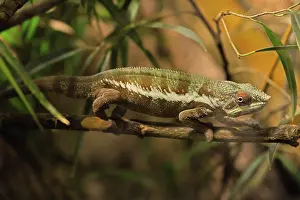 Adaption: Panther chameleon, (Furcifer pardalis)