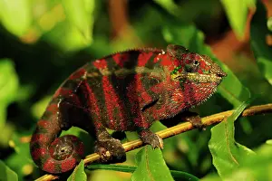 Patterned: Panther chameleon (Furcifer pardalis), on branch
