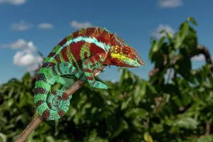 Pardalis: Panther chameleon (Furcifer pardalis) in the dry