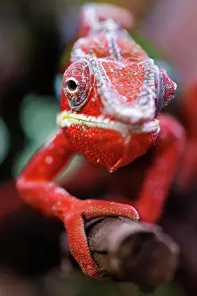 Adaption: Panther chameleon (Furcifer pardalis), Germany
