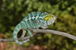 Pardalis: Panther chameleon (Furcifer pardalis) on the island