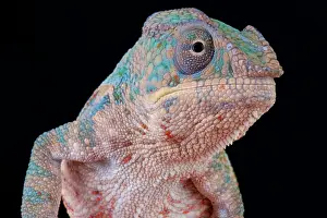 Reunion: Panther chameleon (Furcifer pardalis), Madagascar