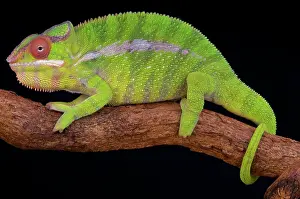 Reunion: Panther chameleon (Furcifer pardalis), Madagascar