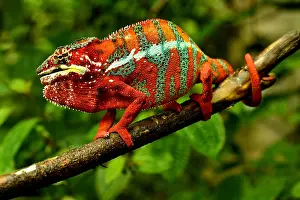 Pardalis: Panther Chameleon (Furcifer pardalis), Madagascar
