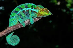 Pardalis: Panther chameleon (Furcifer pardalis), male on a