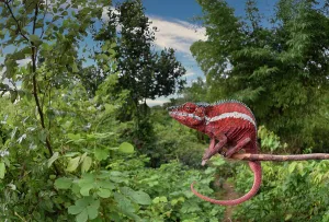 Pardalis: Panther chameleon (Furcifer pardalis) male in Kurlurve