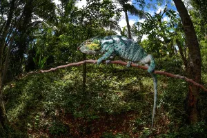 Pardalis: Panther chameleon (Furcifer pardalis) in the rainforests