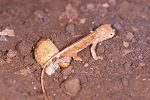 Chameleo: Panther Chameleon - just hatched