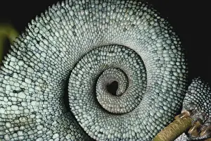 Rolled: Panther Chameleon Tail