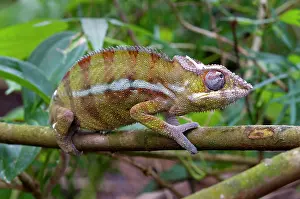 Pardalis: Panther Chamelion (Furcifer pardalis), Masoala Rainforest
