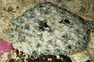Bothus: Panther Flounder