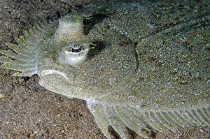 Flatfish: Panther Flounder