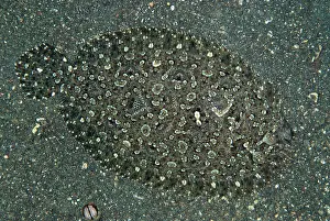 Straits: Panther Flounder