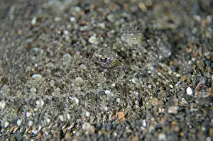 Flounder: Panther Flounder on black sand on night dive
