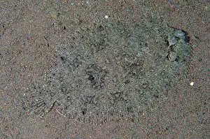 Bothus: Panther Flounder camouflaged on sand - Tukad Linggah