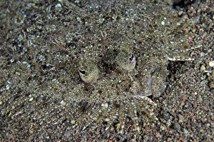 Flatfish: Panther Flounder with Copepods
