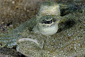 Flatfish: Panther Flounder eye