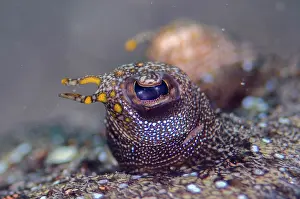 January: Panther Flounder eye