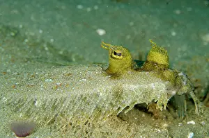 Ambon: Panther Flounder eyes