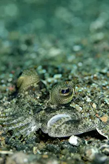 Flatfish: Panther Flounder - male on black sand