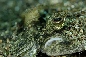 Flatfish: Panther Flounder - male on black sand