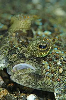 Flatfish: Panther Flounder - male on black sand