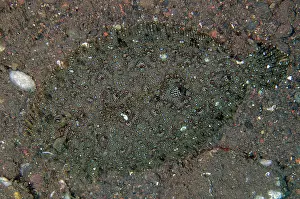 Flatfish: Panther Flounder - Melasti dive site, Seraya, Karangasem