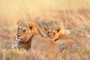 Dimorphism: Panthera leo