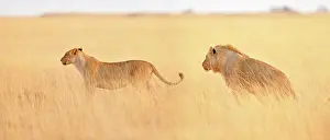 Dimorphism: Panthera leo