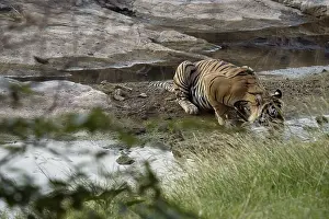 Predatory Cats: Panthera tigris, Ranthambore National Park, India
